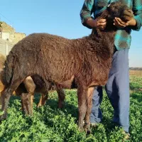 بره قوچی هترو قزل افشار|حیوانات مزرعه|مشهد, چهاربرج|دیوار