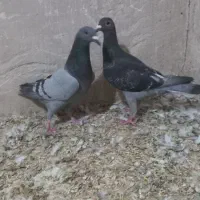 پرنده،کفتر