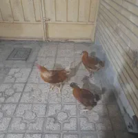 مرغ وخروس|پرنده|اصفهان, کساره|دیوار