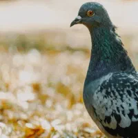 کود حیوانی کبوتر