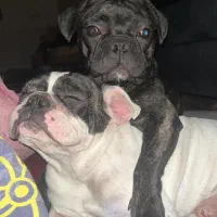 فرنچ بولداگ.سگ