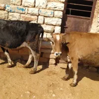 گاو محلی کشتاری ( گوسفند گوساله|حیوانات مزرعه|کرمانشاه, |دیوار