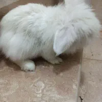 خرگوش هلندی