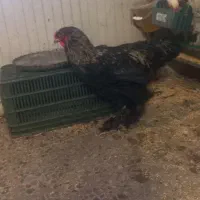 دو عدد خروس برهما|حیوانات مزرعه|بابل, |دیوار