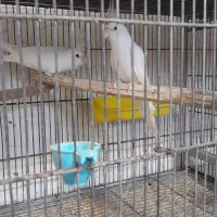 معاوضه عروس با گرینچیک و راهب|پرنده|کاشان, دشت چال|دیوار