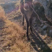 یک عدد کره خر (الاغ)ماده