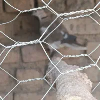 سلام کبوترک