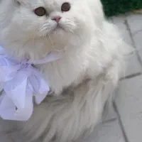 فروش  ۲ عدد گربه خانگی