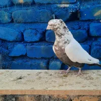 دمبی نر درشت