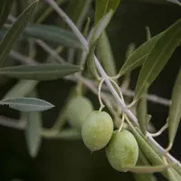 دعوت به همکاری در برداشت زیتون در گیلان