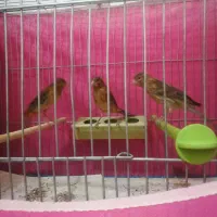 جوجه قناری نر سوخته همراه با شماره تماس