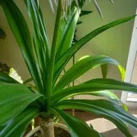 گل سوسن عنکبوتی|گل و گیاه طبیعی|شهرکرد, |دیوار