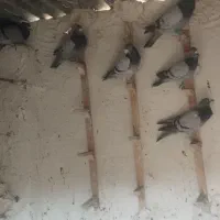 سه دسته کبوتری بیرونی|پرنده|شیراز, کیان آباد|دیوار