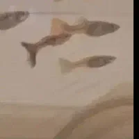 تعدادی گوپی مولد