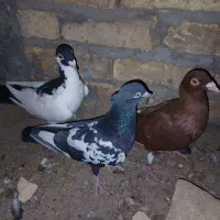 سلام خدمت دوستان عشق باز|پرنده|یزد, |دیوار