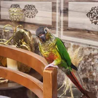 گرین چیک نر شاه تخم  رقاص پروازی رام سخنگو|پرنده|شیراز, شهرک امام حسن|دیوار