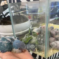 جوجه سرلاکی و نرم خور راهب (تک و تعداد)ملنگو کاسکو|پرنده|تهران, جیحون|دیوار