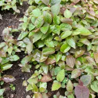 نشا کیوی هایوارد