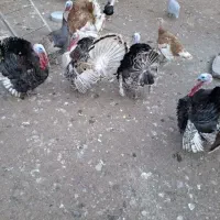 فروش بوقلمون غاز خروس برهما و مرغ تخم گذار محلی