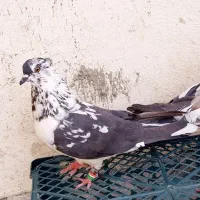 ماده تهرونی به شرط پرش و بازی