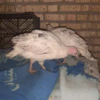 بوقلمون محلی