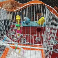 مرغ عشق جفت|پرنده|اردبیل, |دیوار