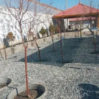 خدمات باغبانی هرس.سمپاشی  اصلاح خاک