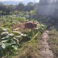 ۳تاگوساله دورگ جرسی وچالوسی|حیوانات مزرعه|احمدسرگوراب, |دیوار