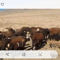 ۹۰ راس شیشک میش افشاری آبستن زایده|حیوانات مزرعه|داران, |دیوار