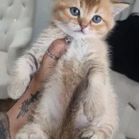 گربه بریتیش