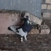 پلنگ نر گرفتنی