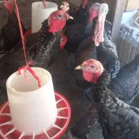 ۹ عدد بوقلمون برنز سینه پهن