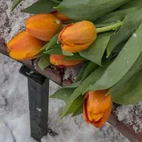 گل آرایی ماشین عروس،دسته گل  عروس و...