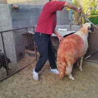 قوچ سنجابی اصیل در کوهسرخ