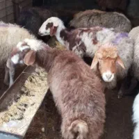 میش و بز|حیوانات مزرعه|مشهد, ویلاشهر|دیوار