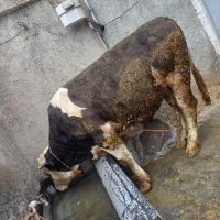 گوساله گاو گوشتی برای قصابی