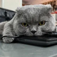گربه اسکاتیش پرشین