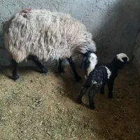 میش بره دار