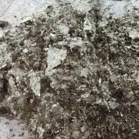 کبوتر، کود بی خاک