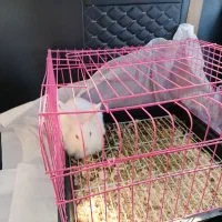 خرگوش سفید چشم قرمز