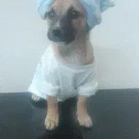 2 قلاده توله 5 ماهه نژاد اشپیتز نر و ماده