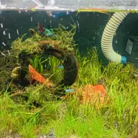 آکواریوم پلنت