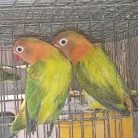 جفت مولد طوطی کوتوله برزیلی یووینگ گلد..