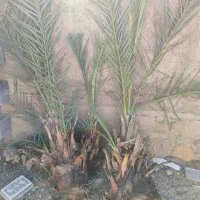 پاجوش نخل خرما خاصی، کبکاب