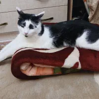 گربه واگذاری رایگان|گربه|کرج, شاهین‌ویلا|دیوار