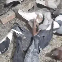 کبوتر دزدی|حیوانات|بردسکن, |دیوار