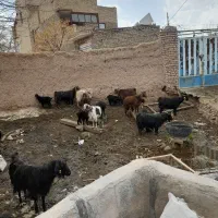 بز بزغاله دار