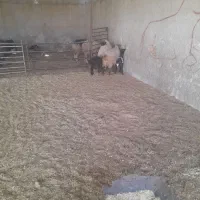 میش و بره|حیوانات مزرعه|نجف‌آباد, حومه نجف آباد|دیوار