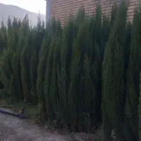 نهال سروناز شیراز|خدمات باغبانی و درختکاری|تهران, آبشار تهران (دریاچه)|دیوار