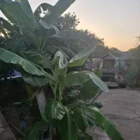 فروش ویلا باغ|فروش خانه و ویلا|دزفول, |دیوار